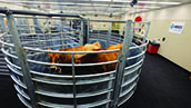 Livestock Services