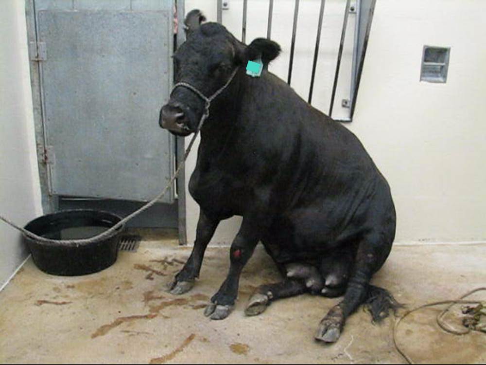 Sitting Cow