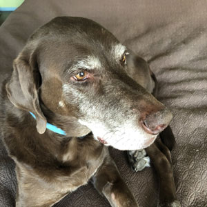 Jake Higginbotham - older pet