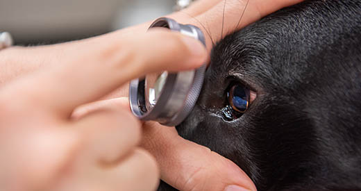 Ophthalmology Service | K-State Veterinary Health Center