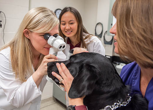 Ophthalmology service K-State