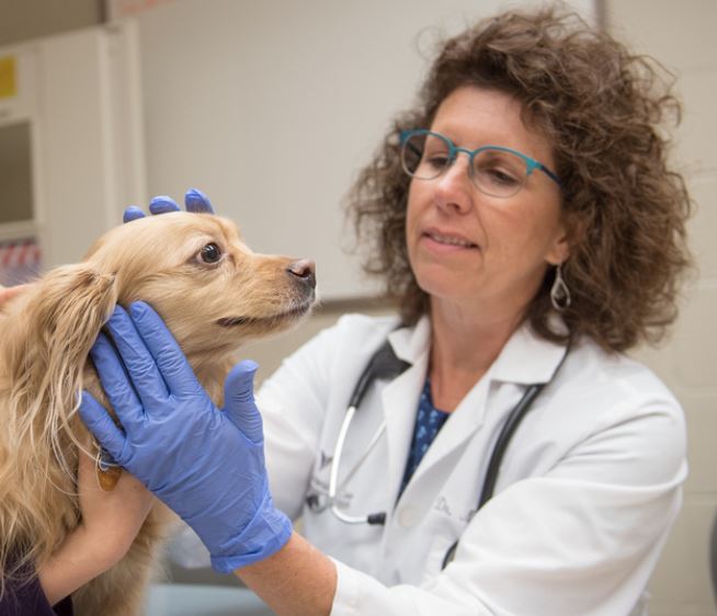Dr. Marjory Artzer dental exam on dog