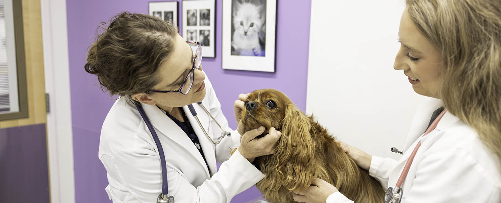 Dr. Boyer evaluates a small dog in the Pet Health Center with the assistance of a fourth year student. 