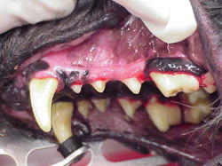 Dental after cleaning image