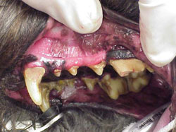 Dental before cleaning image