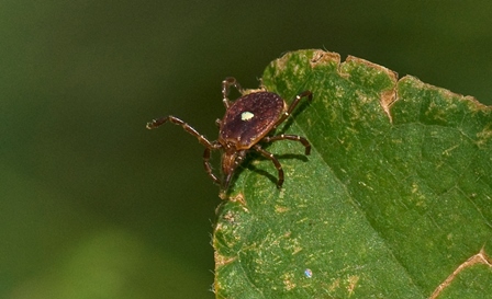 Tick