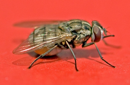 Stable Fly