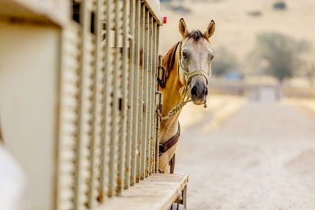 Equine Travel 