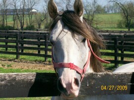 stallion by fence