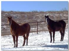 2 horses in field