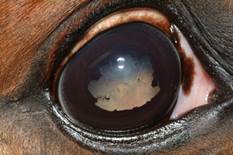 Equine recurrent uveitis (ERU)