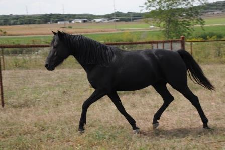 Olive Trotting