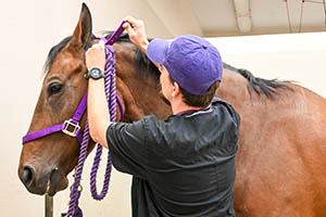 veterinary nurse small animal