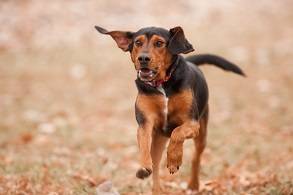 happy_dog