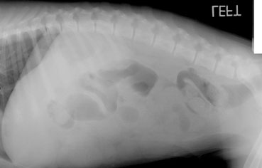 Left Lateral Radiograph