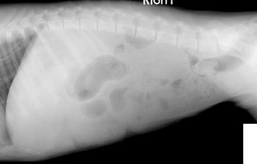 Right Lateral Radiograph