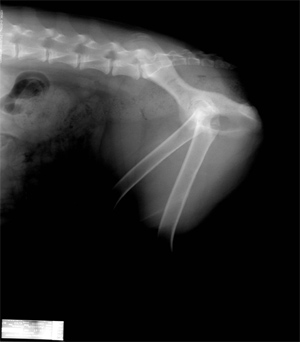 Radiograph of the Lateral Pelvis