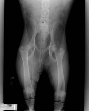 Radiograph of the Ventrodorsal Pelvis