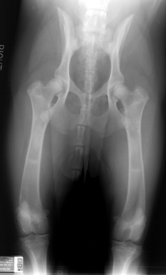 Radiograph of the Ventrodorsal Pelvis