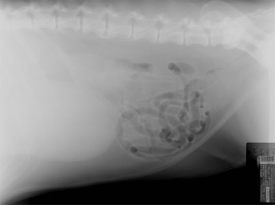 Fig. 4  Lateral Caudal Abdomen