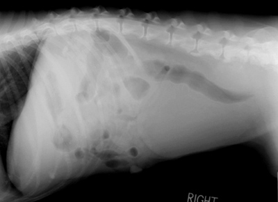 Abdomen: cranial lateral view.