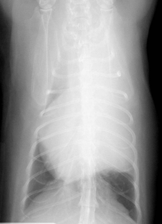 Ventrodorsal Radiograph.