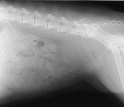 Radiograph of the Right lateral view - caudal abdomen