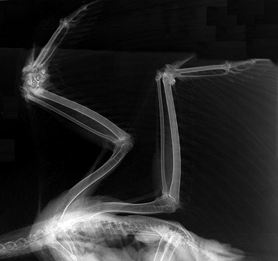Radiograph of the Right lateral view