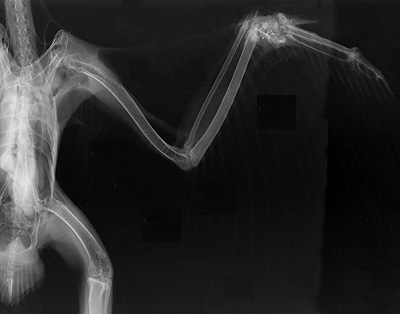 Radiograph of the Ventrodorsal view