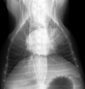 Radiograph of the Dorsoventral view