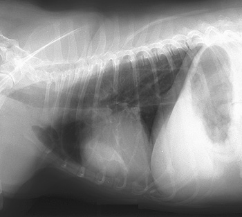 Radiograph of the Right lateral view