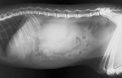 Radiograph of the Right lateral view