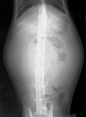 Ventrodorsal view radiograph