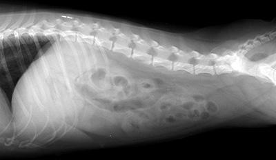 Radiograph of the Right lateral view