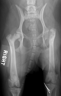 Radiograph of the Ventrodorsal view - post operative repair