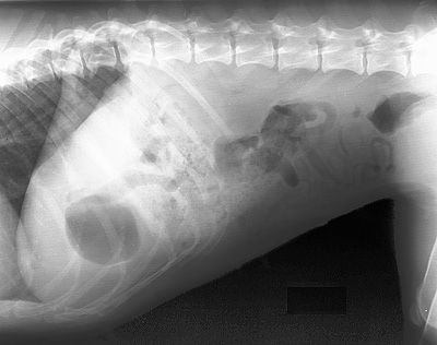 Radiograph of the Left lateral view