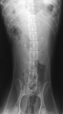 Radiograph of the Ventrodorsal view - caudal