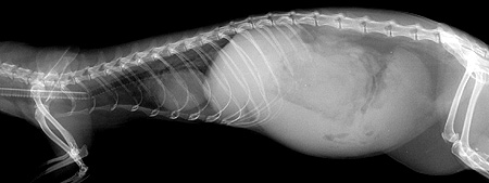 Radiograph of the Right lateral view