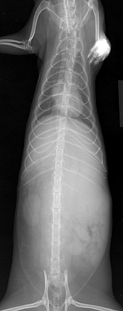 Radiograph of the Ventrodorsal view