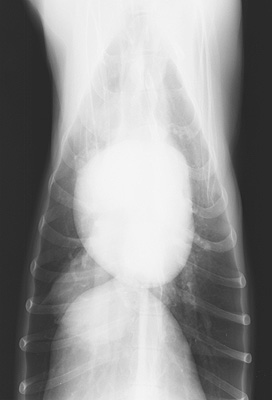 Radiograph of the Dorsoventral view