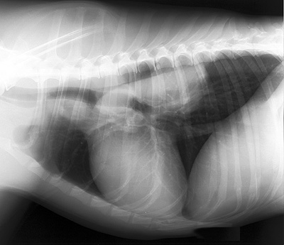 Radiograph of the Right lateral view