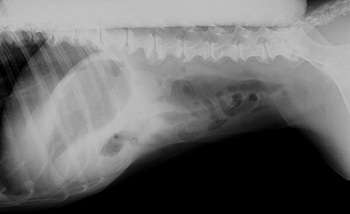 Radiograph of the Right lateral view