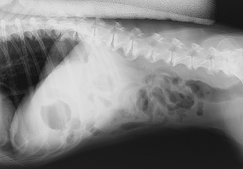 Radiograph of the Left lateral view