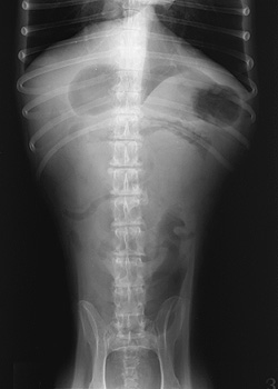 Radiograph of the Ventrodorsal view