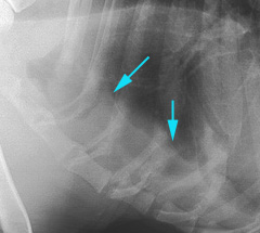 Radiograph of the Cranial mediastinal mass effect most likely associated with sternal lymphadenopathy