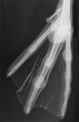 Radiograph of the Left dorsoplantar view