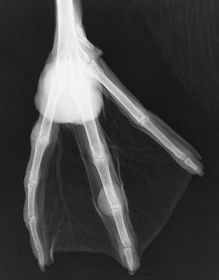 Radiograph of the Right dorsoplantar view