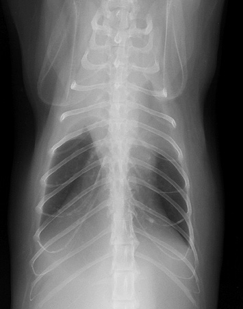 Radiograph of the Horizontal erect ventrodorsal view