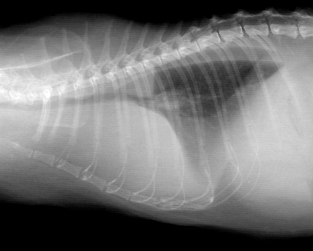 Radiograph of the Right lateral view