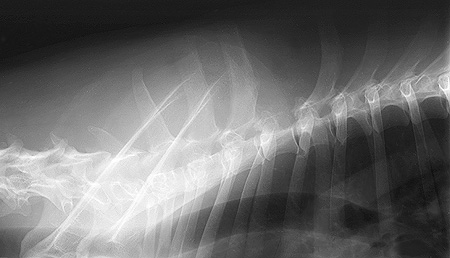 Radiograph of the Right lateral view